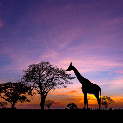 The Life of a South&nbsp;African